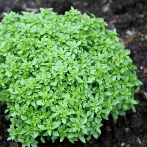 Dwarf Greek Basil 100 Seeds Heirloom Non Gmo Fresh Garden