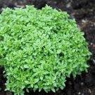 Dwarf Greek Basil 100 Seeds Heirloom Non Gmo Fresh Garden