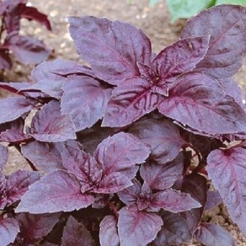 Red Rubin Basil 100 Seeds Heirloom Non Gmo Fresh Garden