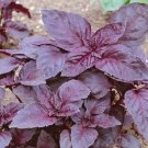Red Rubin Basil 100 Seeds Heirloom Non Gmo Fresh Garden