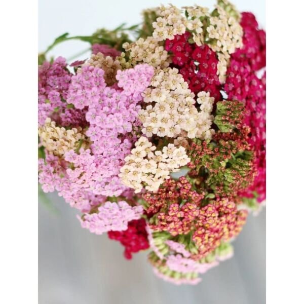 Summer Pastels Yarrow Mix 200 Seeds Perennial Xeriscaping Non Gmo Fresh Garden