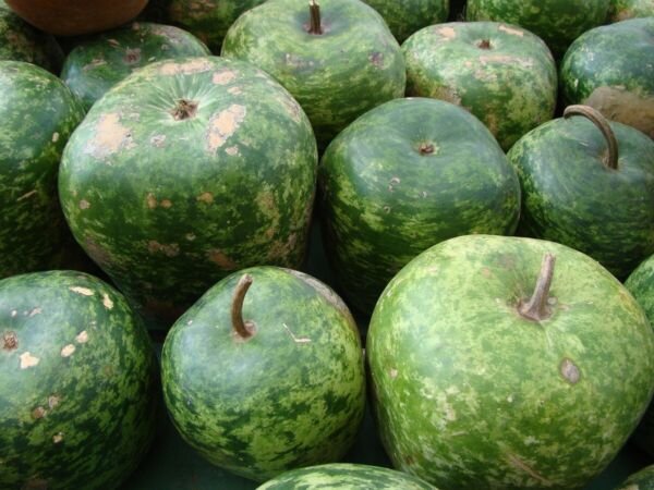 Apple Gourd 10 Seeds Looks Like A Giant Apple Edible Heirloom Fresh Garden