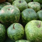 Apple Gourd 10 Seeds Looks Like A Giant Apple Edible Heirloom Fresh Garden