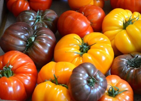 Brandywine Rainbow Tomato Mix 25 Seeds Heirloom Fresh Garden
