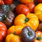 Brandywine Rainbow Tomato Mix 25 Seeds Heirloom Fresh Garden