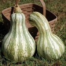 Cushaw Green Striped Pumpkin 10 Seeds Heirloom Fresh Garden