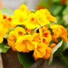 Nasturtium Alaska Gold 15 Seeds Edible Fresh Garden