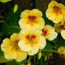 Nasturtium Peach Melba 15 Seeds Edible Fresh Garden