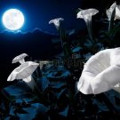 White Moonflower Vine 25 Seeds Night Blooming Fresh Garden