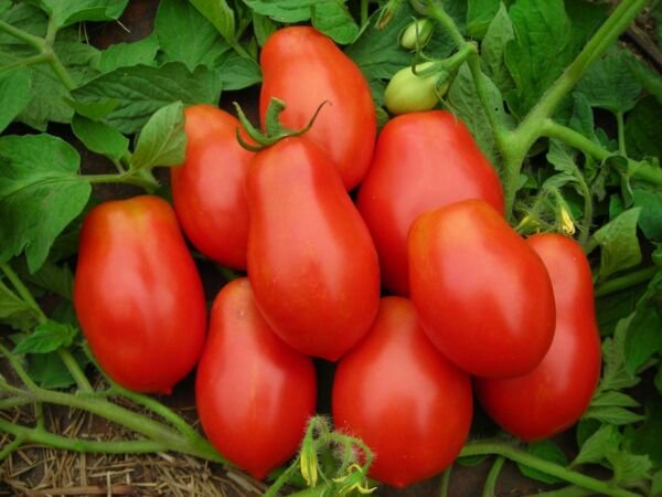 Roma Vf Tomato 25 Seeds Non Gmo Heirloom Fresh Garden
