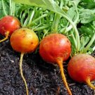 Detroit Golden Beet 50 Seeds Fresh Garden