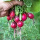 Pink Beauty Radish 50 Seeds Heirloom Fresh Garden