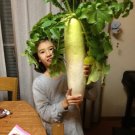 Japanese Minowase Daikon Raidsh 50 Seeds Heirloom Fresh Garden