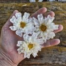 Double Click Snow Puff Cosmos 10 Seeds Ethereal Blossoms Fresh Garden