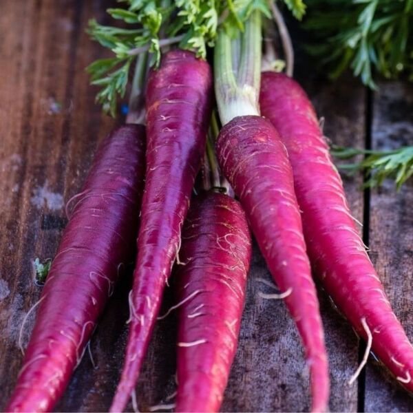 Cosmic Purple Carrot 50 Seeds Fresh Garden