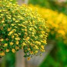 Creeping Zinnia 25 Seeds Heirlo (Sanvitalia Procumbens) Fresh Garden