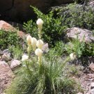 50 Beargrass Seeds (Xerophyllum Tenax) Tall Flower Fresh Garden