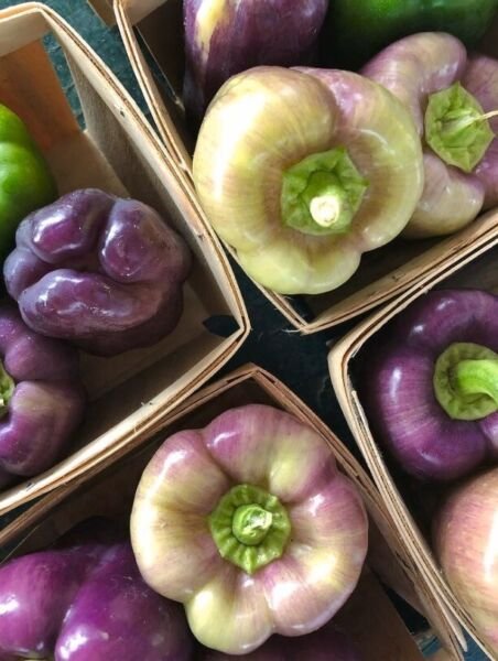 Tequila Bell Pepper 25 Seeds Sweet Organic Purple Bell Peppers Rare Fresh Garden