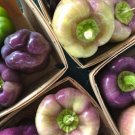 Tequila Bell Pepper 25 Seeds Sweet Organic Purple Bell Peppers Rare Fresh Garden