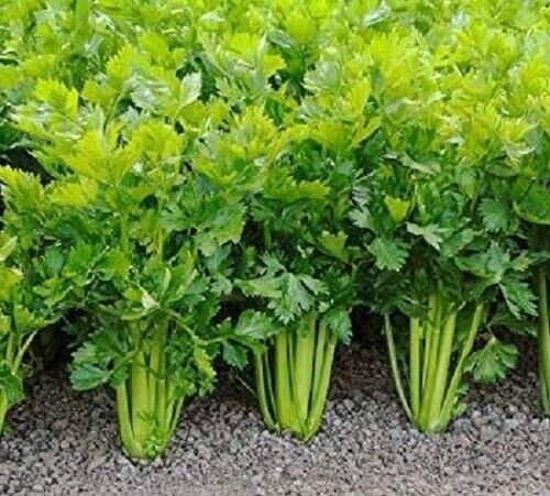 Tendercrisp Celery 200 Seeds Fresh Garden