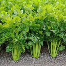 Tendercrisp Celery 200 Seeds Fresh Garden