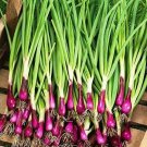 Scarlet Bandit Bunching Onion 200 Seeds Fresh Garden