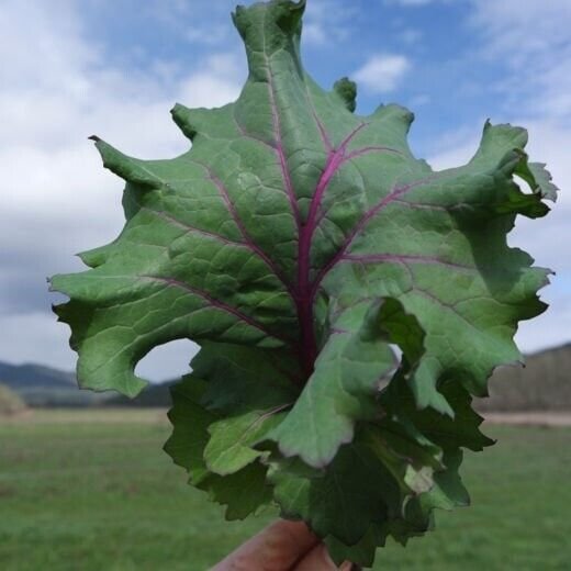 Simone Broadleaf Kale 50 Seeds Brassica Oleracea Fresh Garden