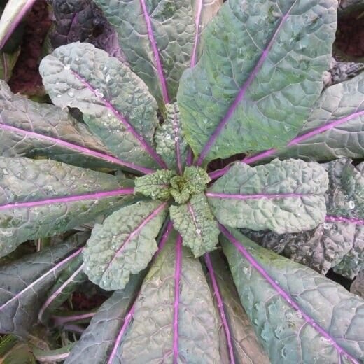 Dazzling Blue Lacinato Kale 50 Seeds Brassica Oleracea Fresh Garden