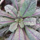 Dazzling Blue Lacinato Kale 50 Seeds Brassica Oleracea Fresh Garden