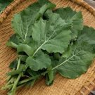 Sutherland Kale 50 Seeds Brassica Oleracea Fresh Garden