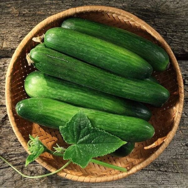 Long Green Improved Cucumber 25 Seeds Non Gmo Cucumis Fresh Garden