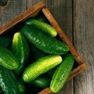Ashley Cucumber 25 Seeds Non Gmo Cucumis Fresh Garden