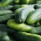 Wisconsin Smr58 Cucumber 25 Seeds Non Gmo Cucumis Fresh Garden