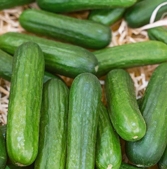 Muncher Cucumber 25 Seeds Non Gmo Cucumis Fresh Garden