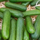 Muncher Cucumber 25 Seeds Non Gmo Cucumis Fresh Garden