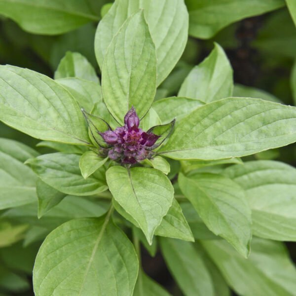 Thai Basil 100 Seeds Easy To Grow Asian Herb Fresh Garden