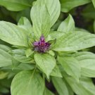 Thai Basil 100 Seeds Easy To Grow Asian Herb Fresh Garden