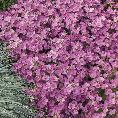 Heirloom Ground Cover Deep Rose Rockcress 50 Seeds Fresh Garden