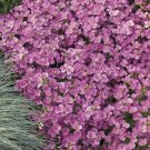 Heirloom Ground Cover Deep Rose Rockcress 50 Seeds Fresh Garden