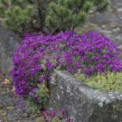 Heirloom Ground Cover Hendersonii Rockcress 50 Seeds Fresh Garden