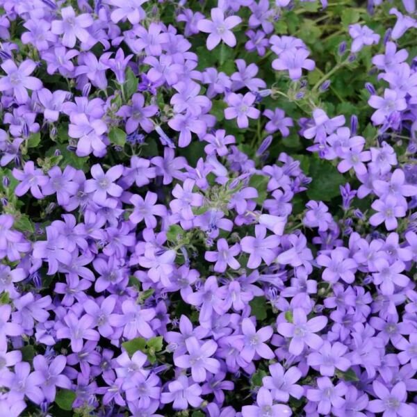 Heirloom Ground Cover Pale Blue Rockcress 50 Seeds Fresh Garden