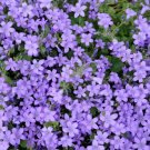 Heirloom Ground Cover Pale Blue Rockcress 50 Seeds Fresh Garden
