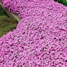 Heirloom Ground Cover Rosea Rockcress 50 Seeds Fresh Garden