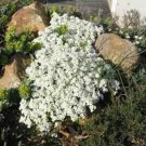 Heirloom Ground Cover Snow Peak Rockcress 50 Seeds Fresh Garden
