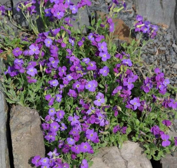 Heirloom Ground Cover Whitewell Gem Rockcress 50 Seeds Fresh Garden