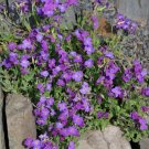 Heirloom Ground Cover Whitewell Gem Rockcress 50 Seeds Fresh Garden