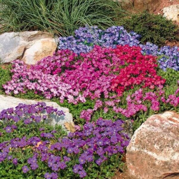 Heirloom Rock Cress Cascading Mix (Aubrieta Hybrida 50 Seeds Fresh Garden