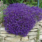 California Wildflower Cascade Blue Rock Cress 50 Seeds Fresh Garden