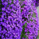 California Wildflower Cascade Purple Rock Cress 50 Seeds Fresh Garden