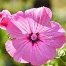 Loveliness Rose Mallow Flower 25 Seeds Fresh Garden